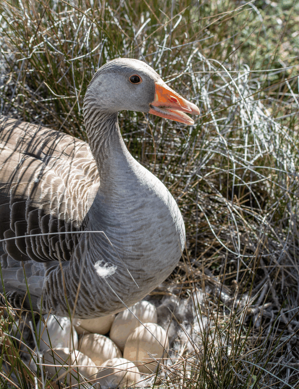 When do geese start laying eggs