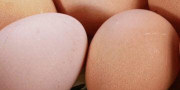 When do guineas start laying eggs