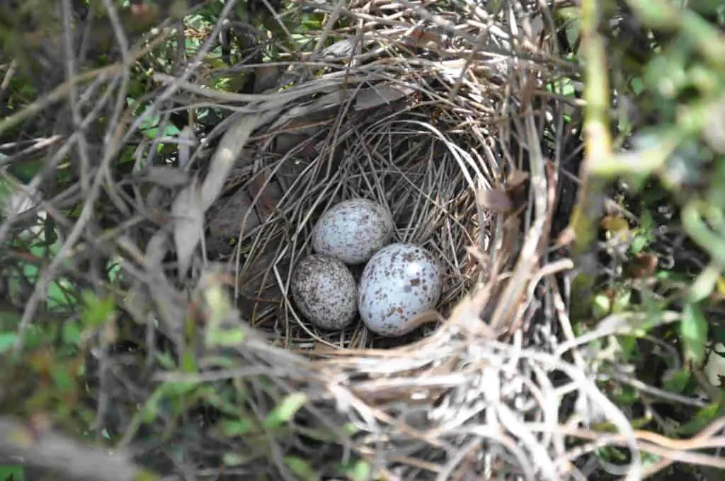 Cowbird egg in cardinal nest