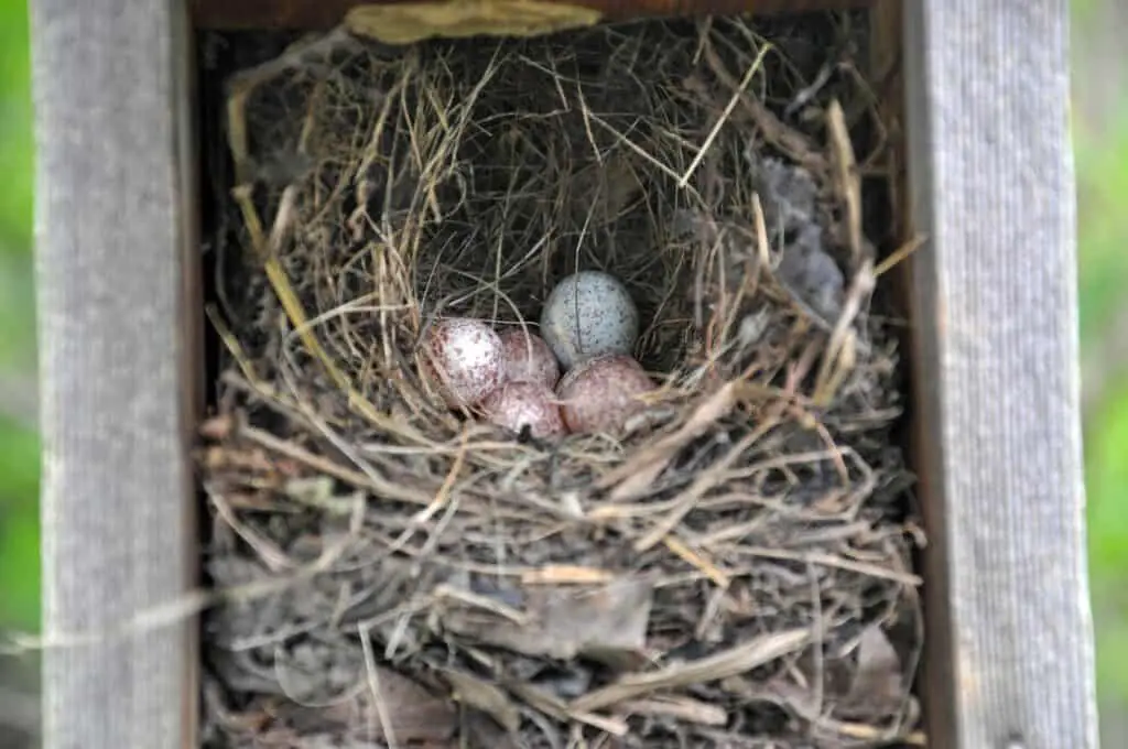 Cowbird egg in carolina wren nest