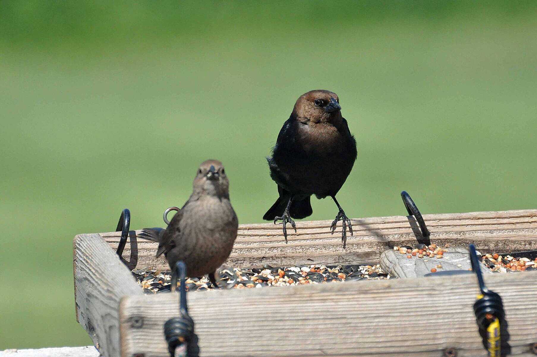 Cowbirds, male & female