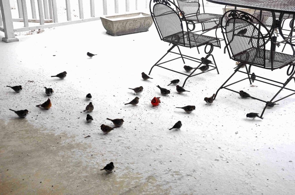 Juncos & others