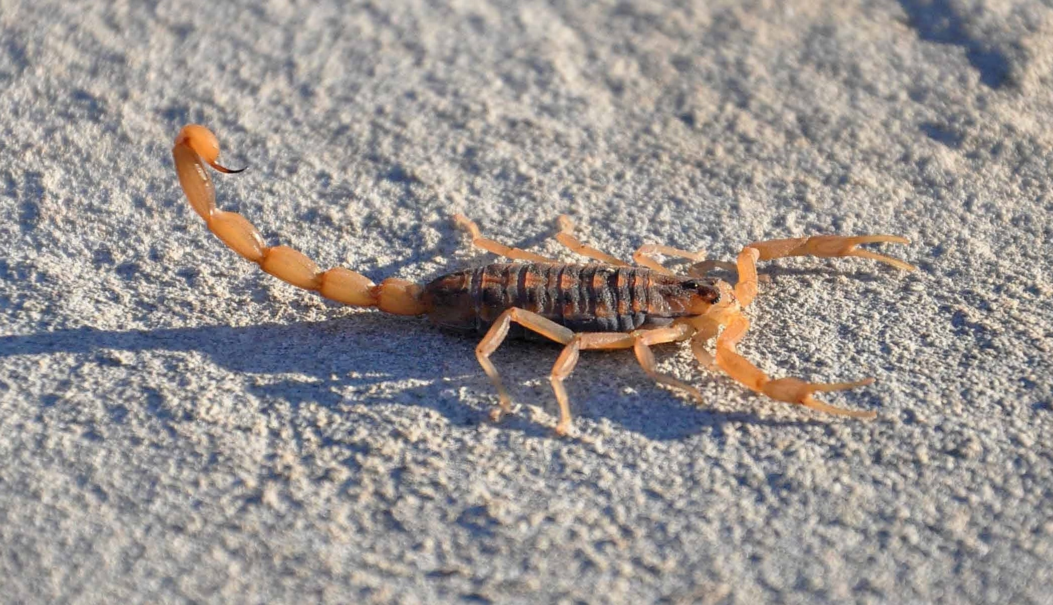 Scorpions of Oklahoma: Bark Scorpions Explained