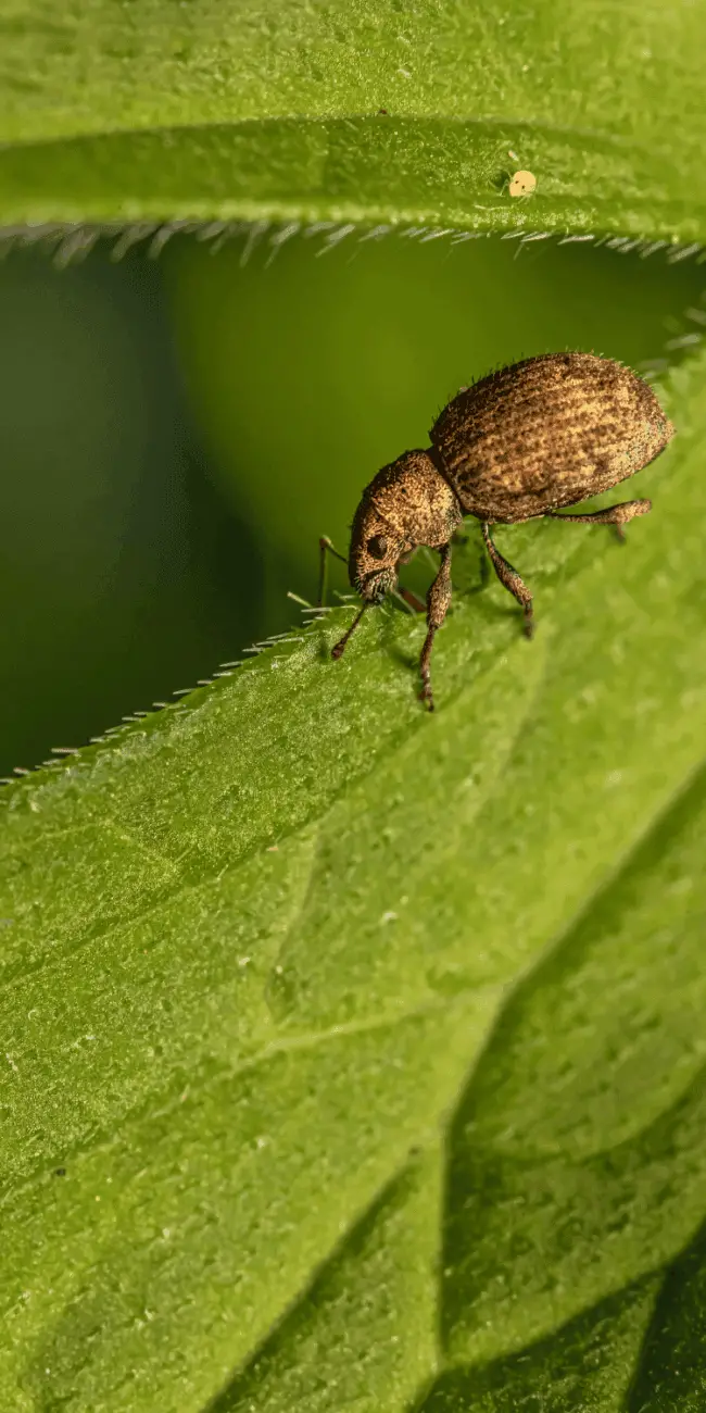 Pest protection