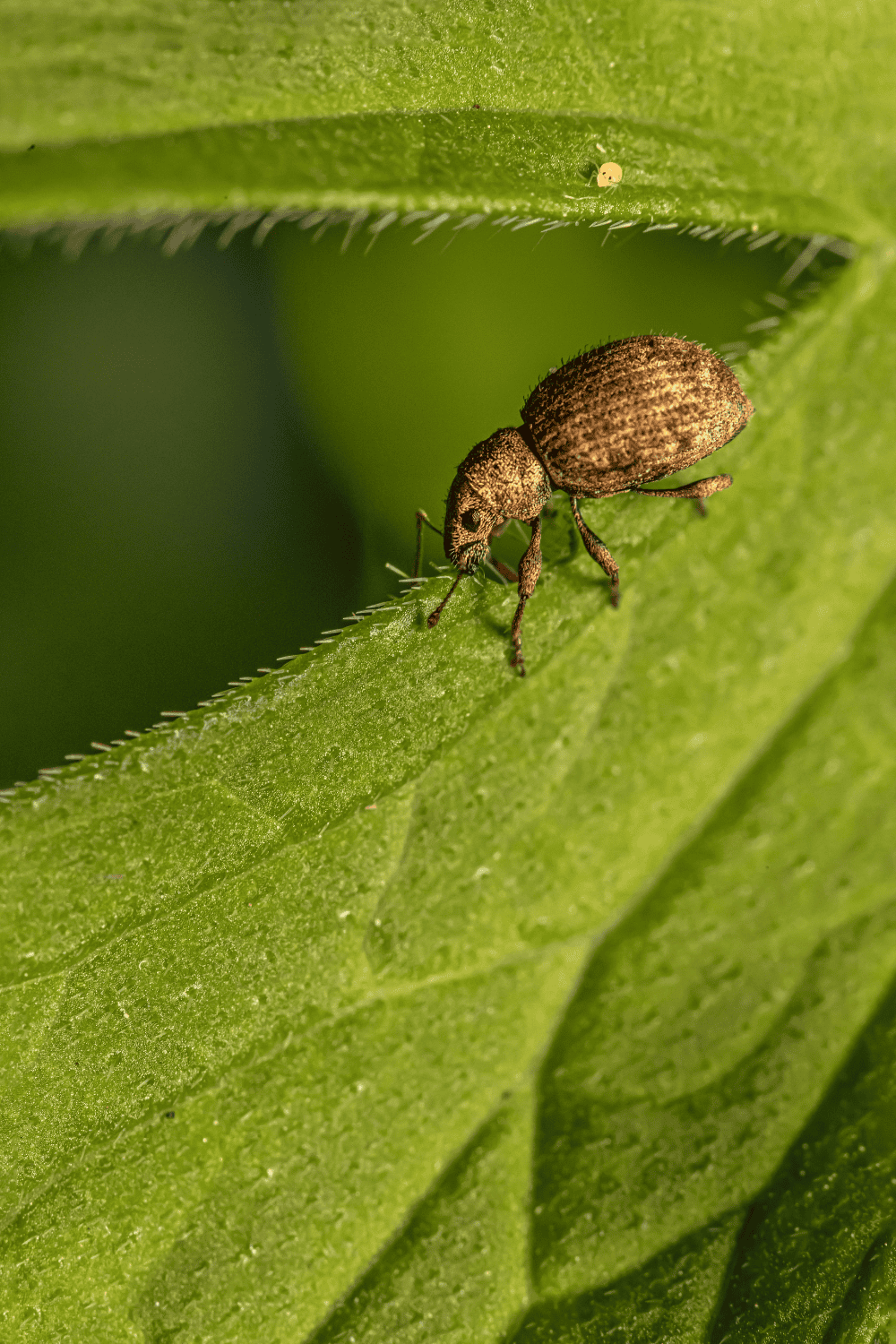 Pest protection