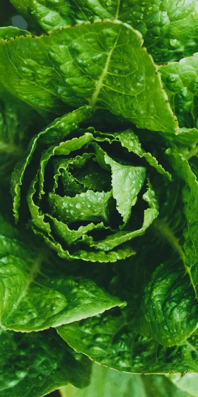 What to plant in march