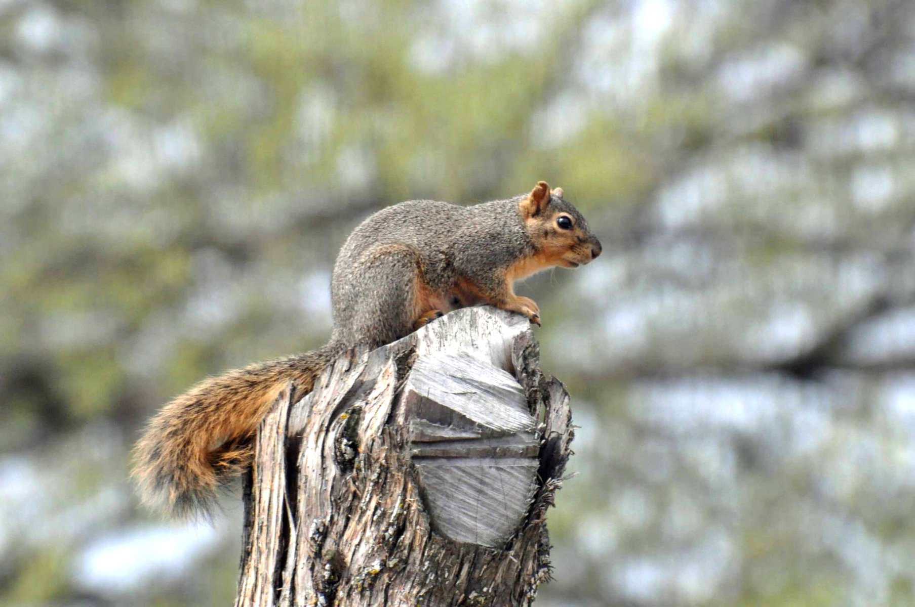 Fox squirrel