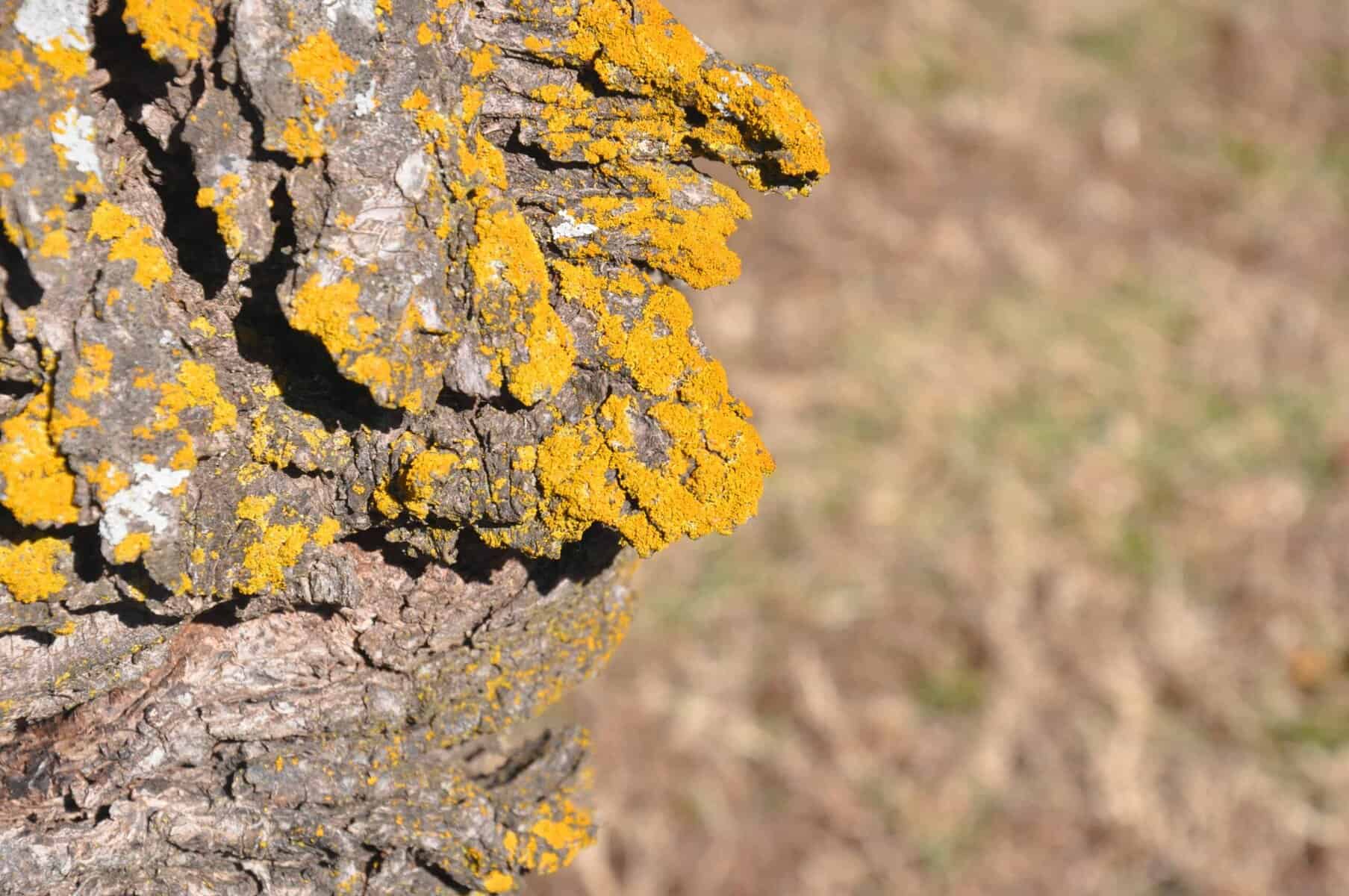 Lichen_on_rock