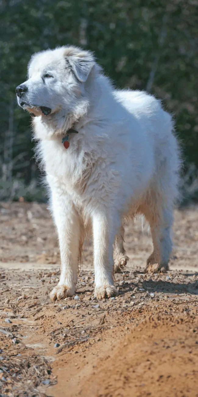 Great pyrenees