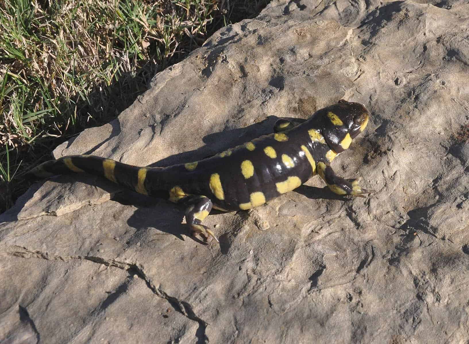 Barred tiger salamander
