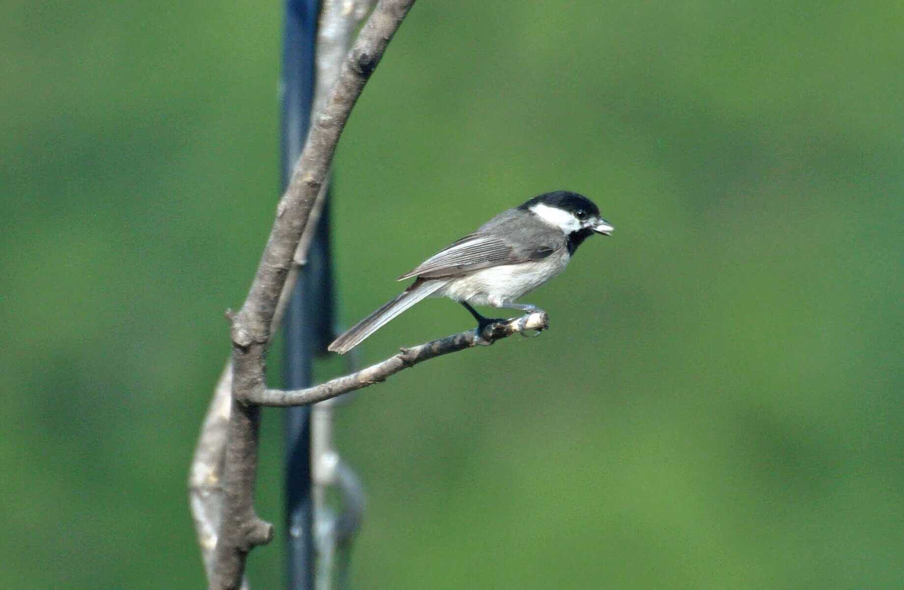 Adult chickadee
