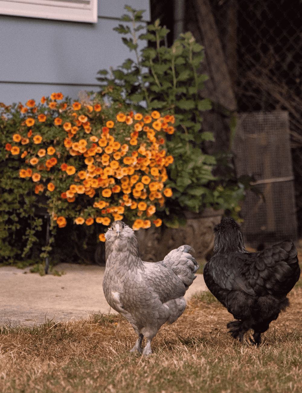Backyard chicken basics