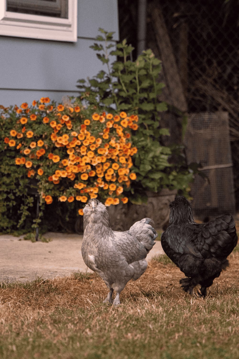 Hens in a secure backyard coop and run