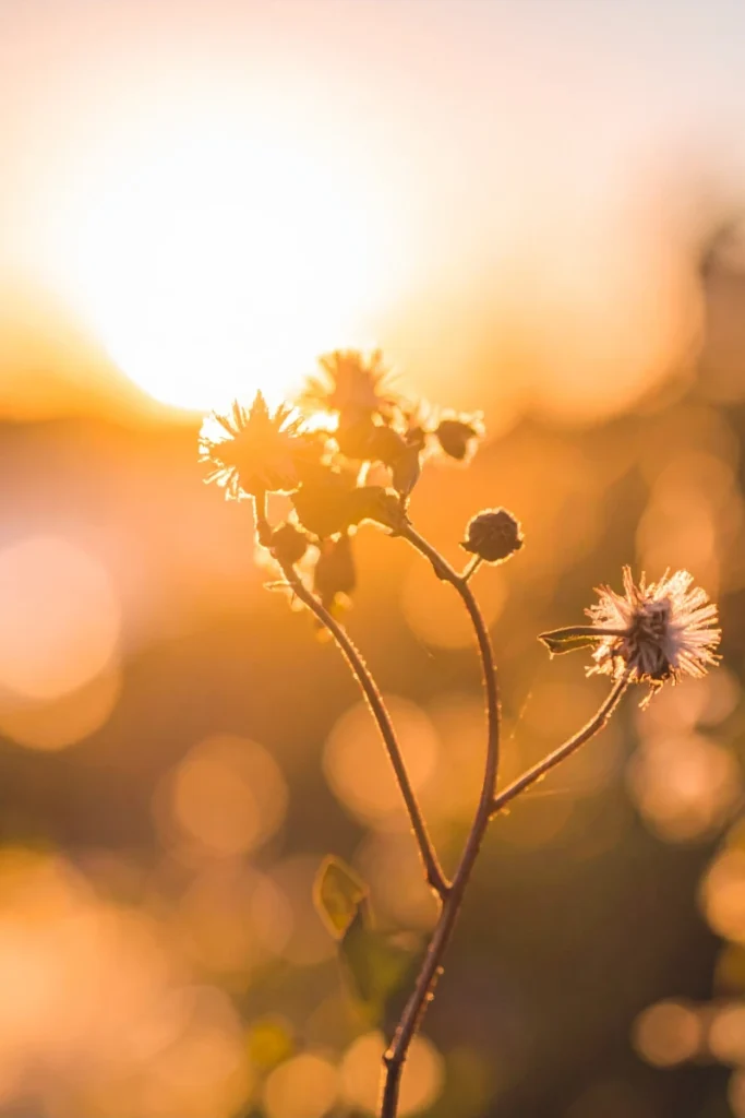Early spring wildflowers
