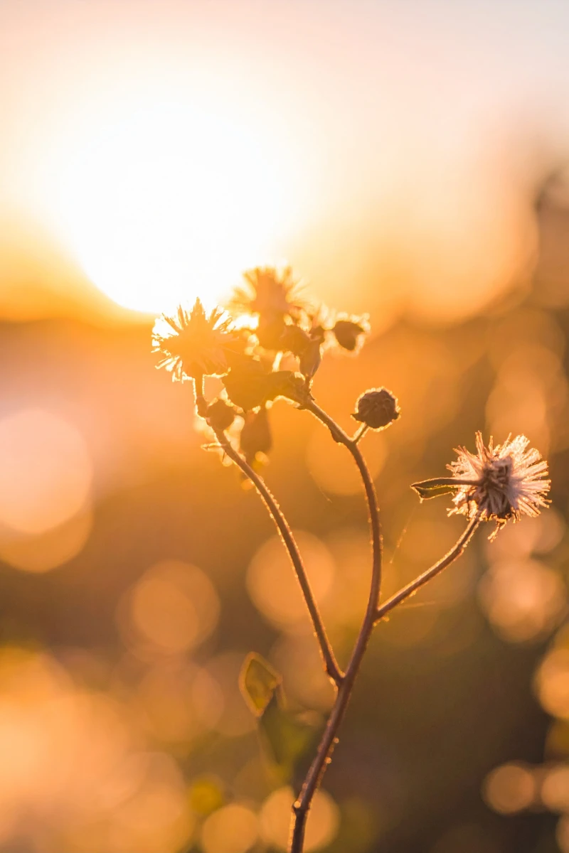Early spring wildflowers