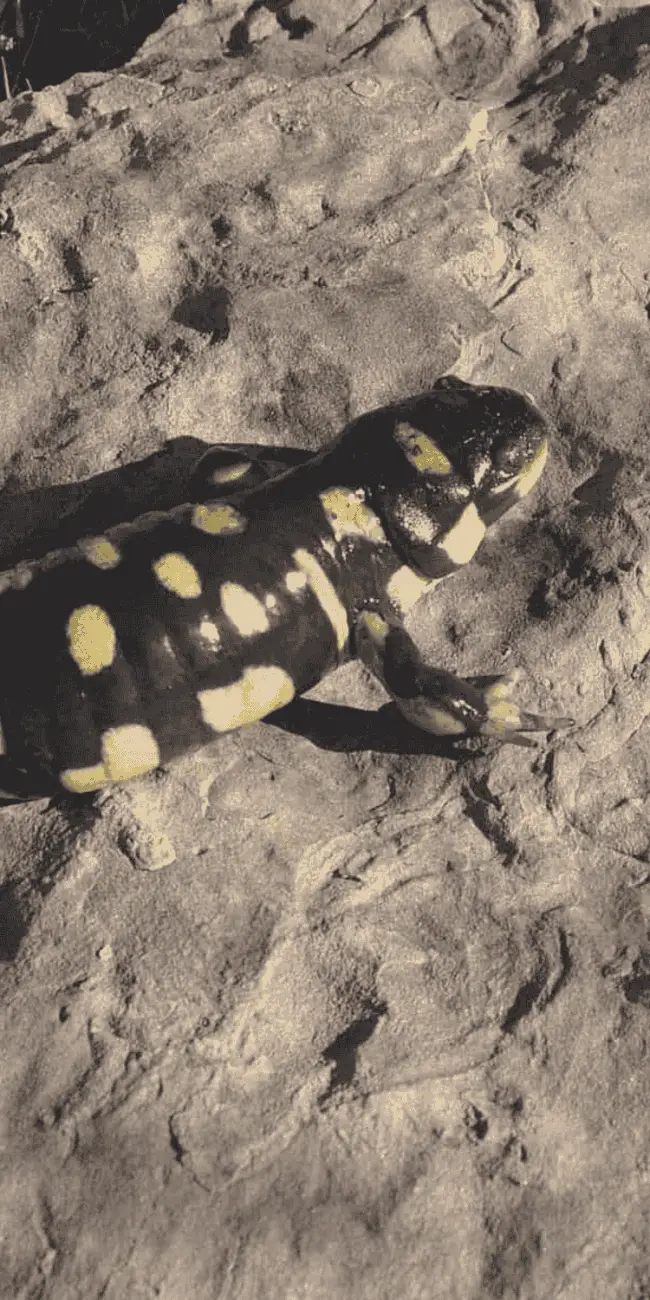 Salamanders