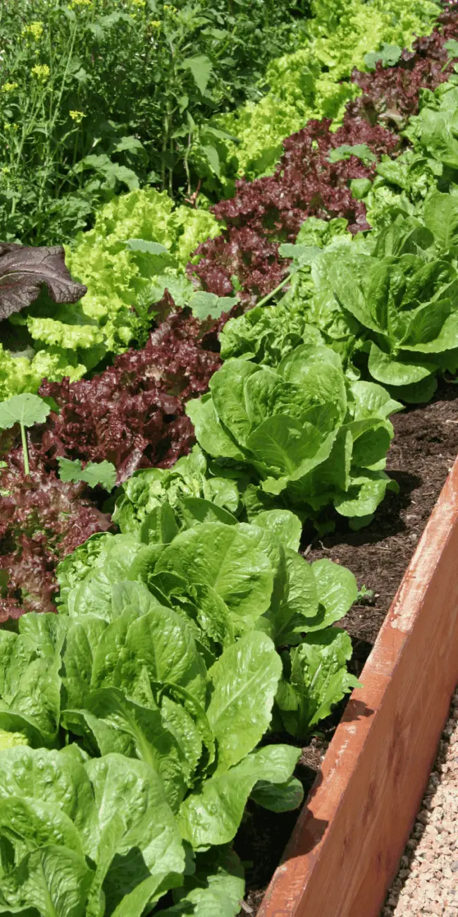 Raised garden bed
