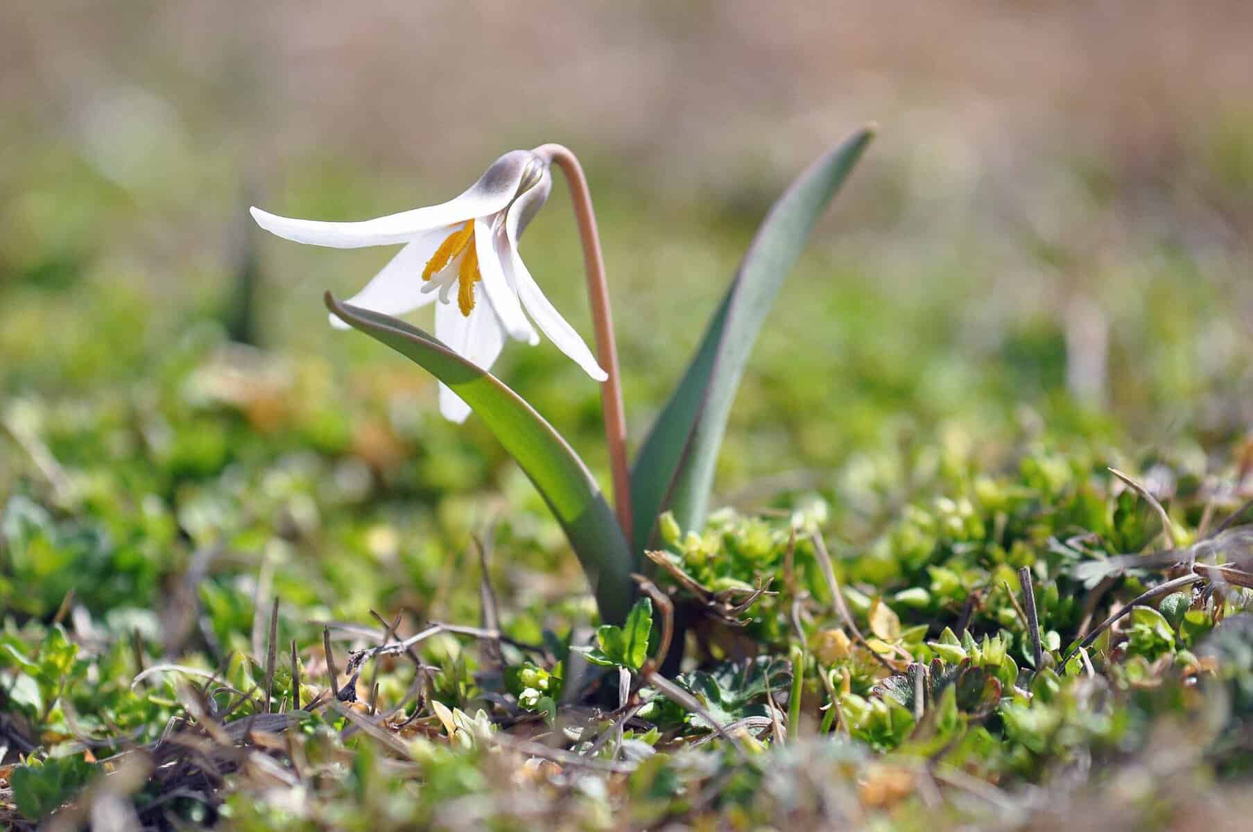 Dog tooth lily spring wildflower
