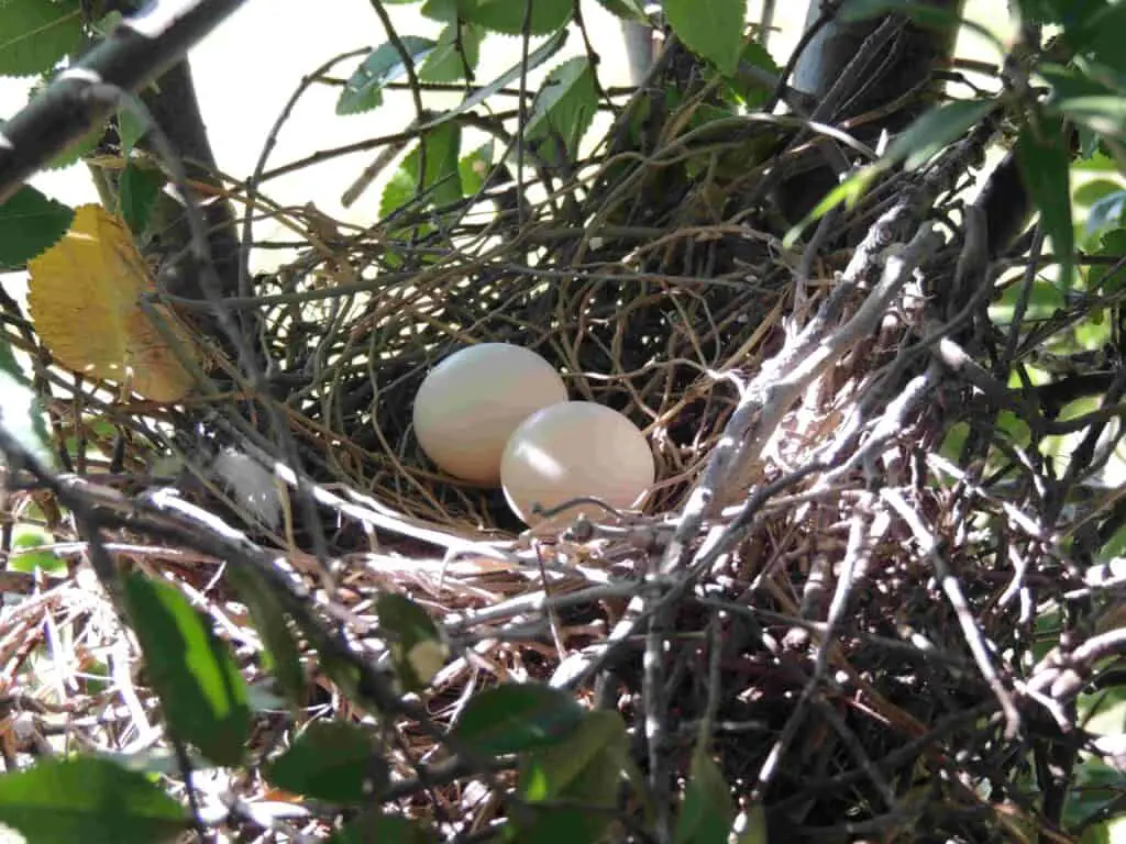 Doves In Oklahoma 5 Eurasian collard dove nest