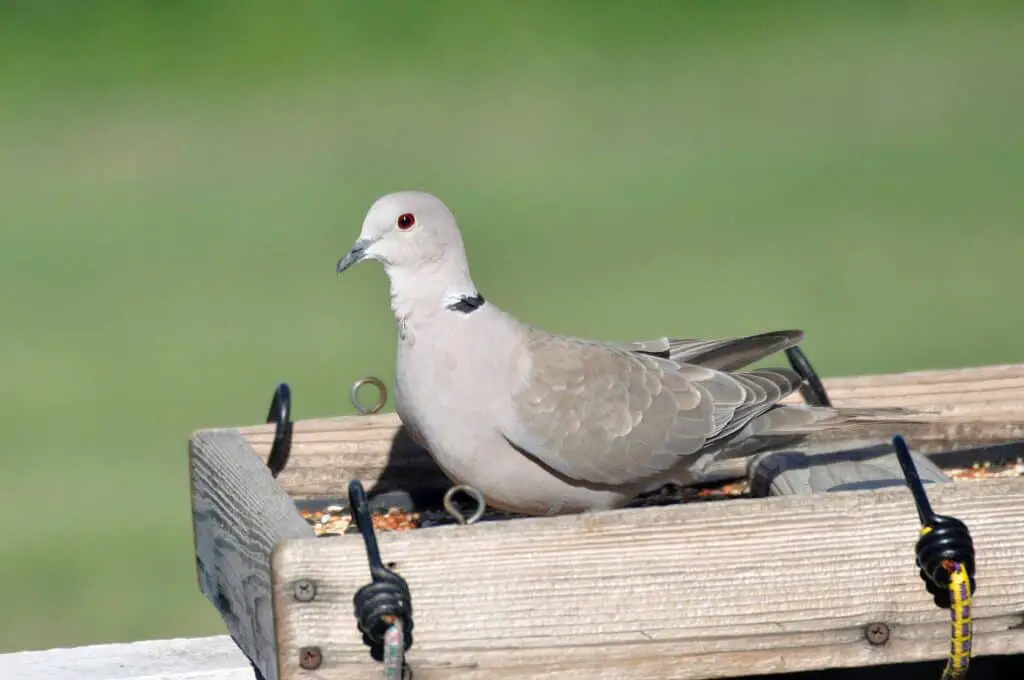 Doves In Oklahoma 3 Eurasian collard dove