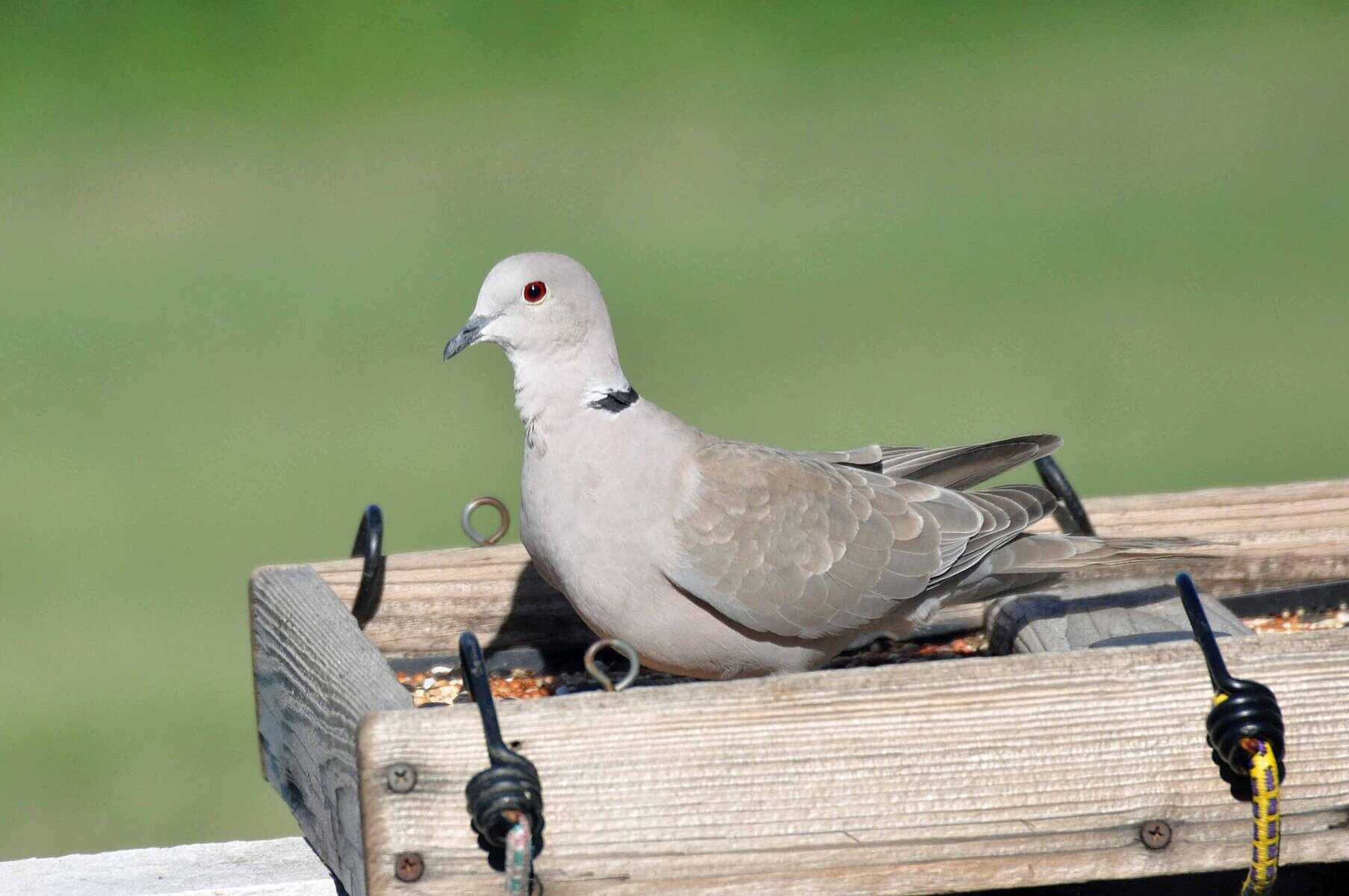 Eurasian collard dove