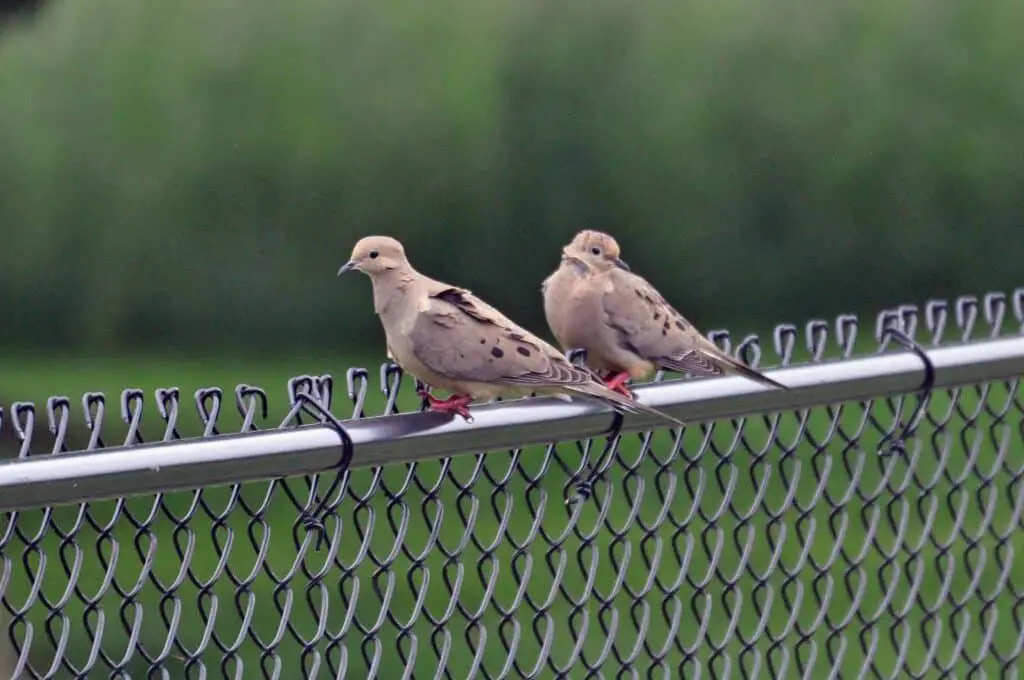 Doves In Oklahoma 1 Mourning doves