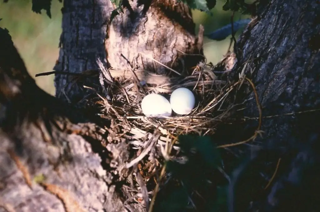 Doves In Oklahoma 4 Mourning dove nest
