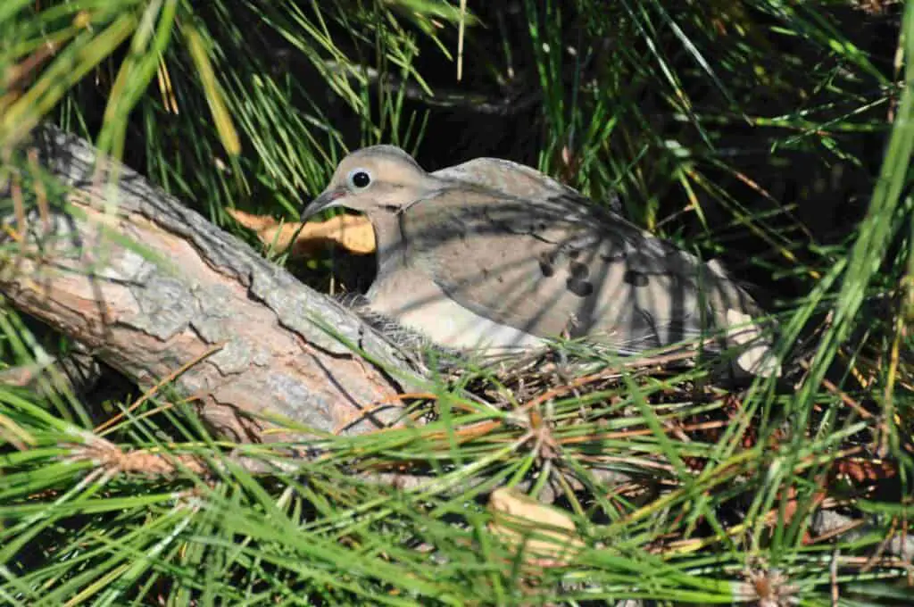Doves In Oklahoma 2 Mourning dove on nest