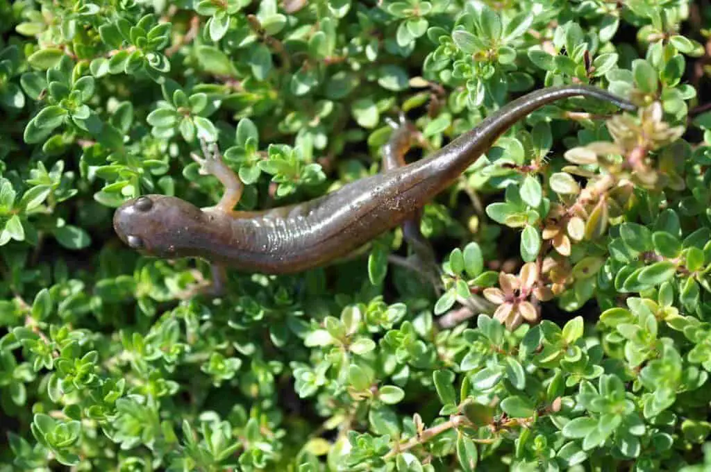 In The Shadows Of The Garden: The Secret Life Of Salamanders 3 Small mouthed salamander c 5 10 12 1