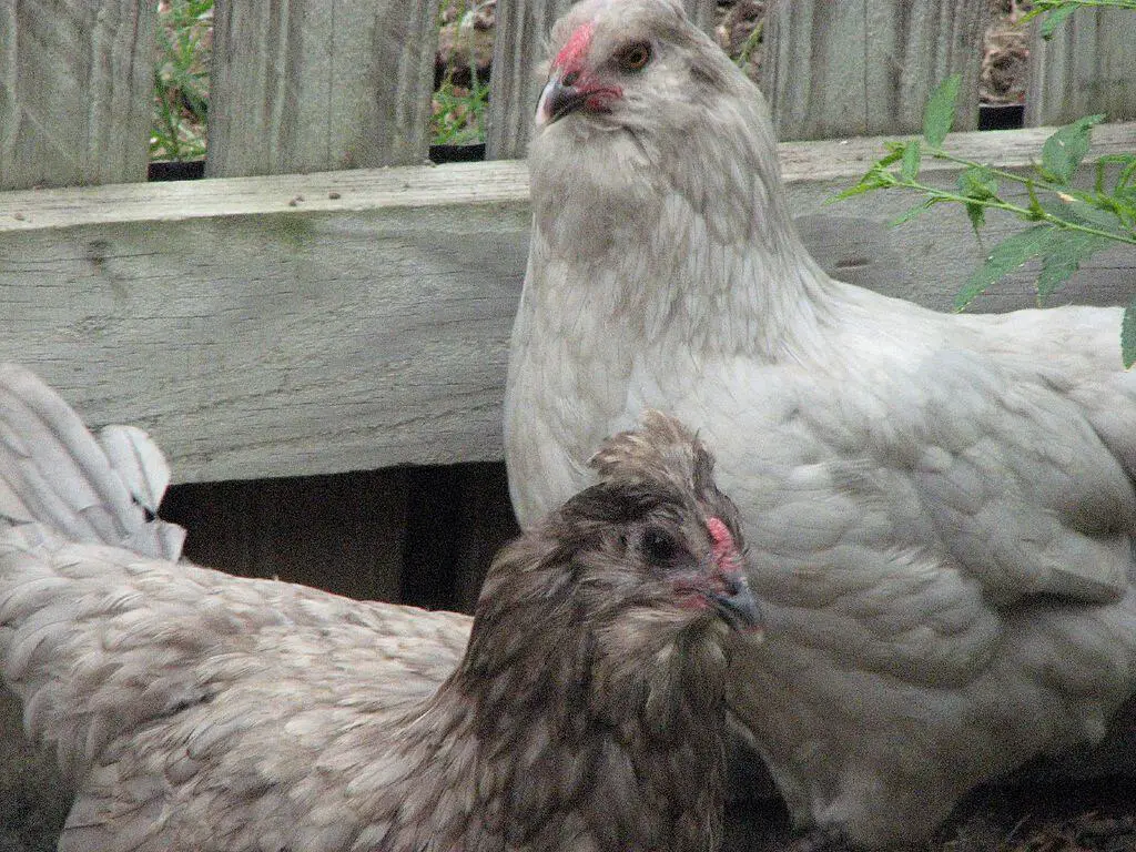Easter egger chickens