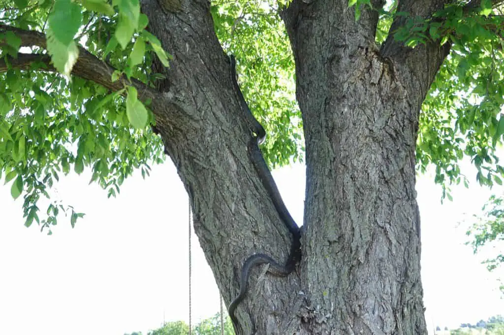 7 Nonvenomous Snakes In Oklahoma You’ll Be Glad To Meet 1 Black rat snake - nonvenomous snakes in oklahoma