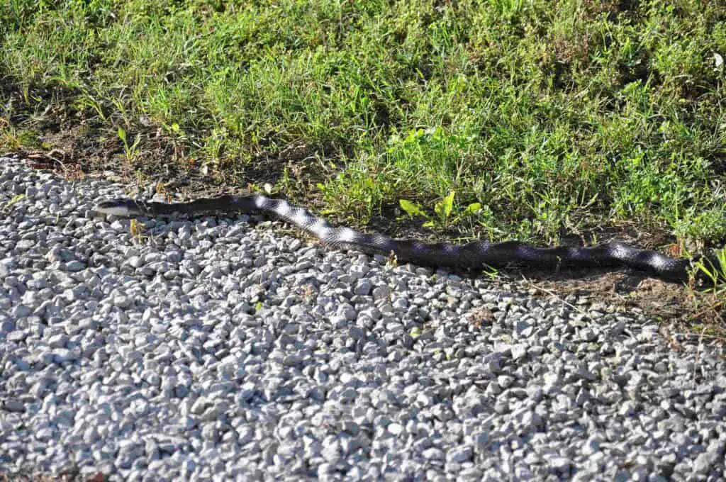 7 Nonvenomous Snakes In Oklahoma You’ll Be Glad To Meet 2 Black rat snake