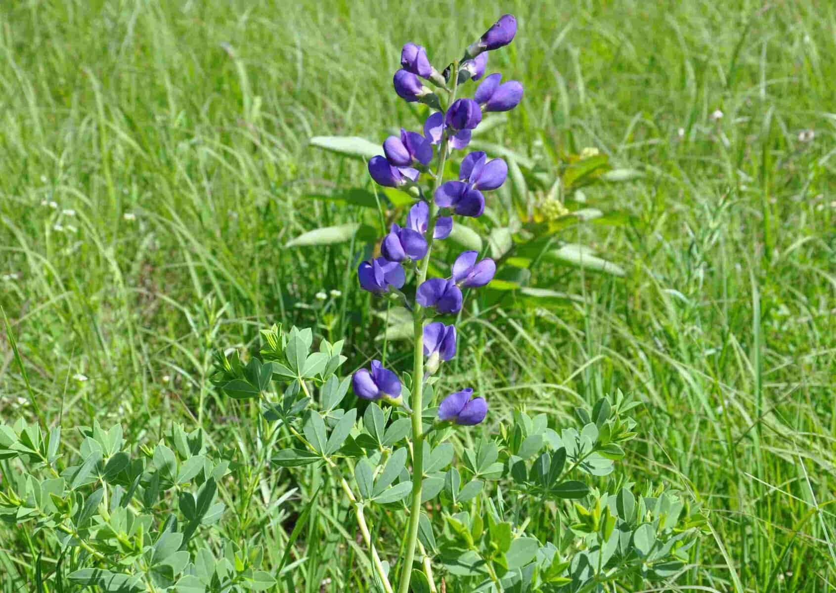 Blue wild indigo