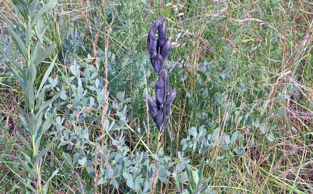 Blue wild indigo