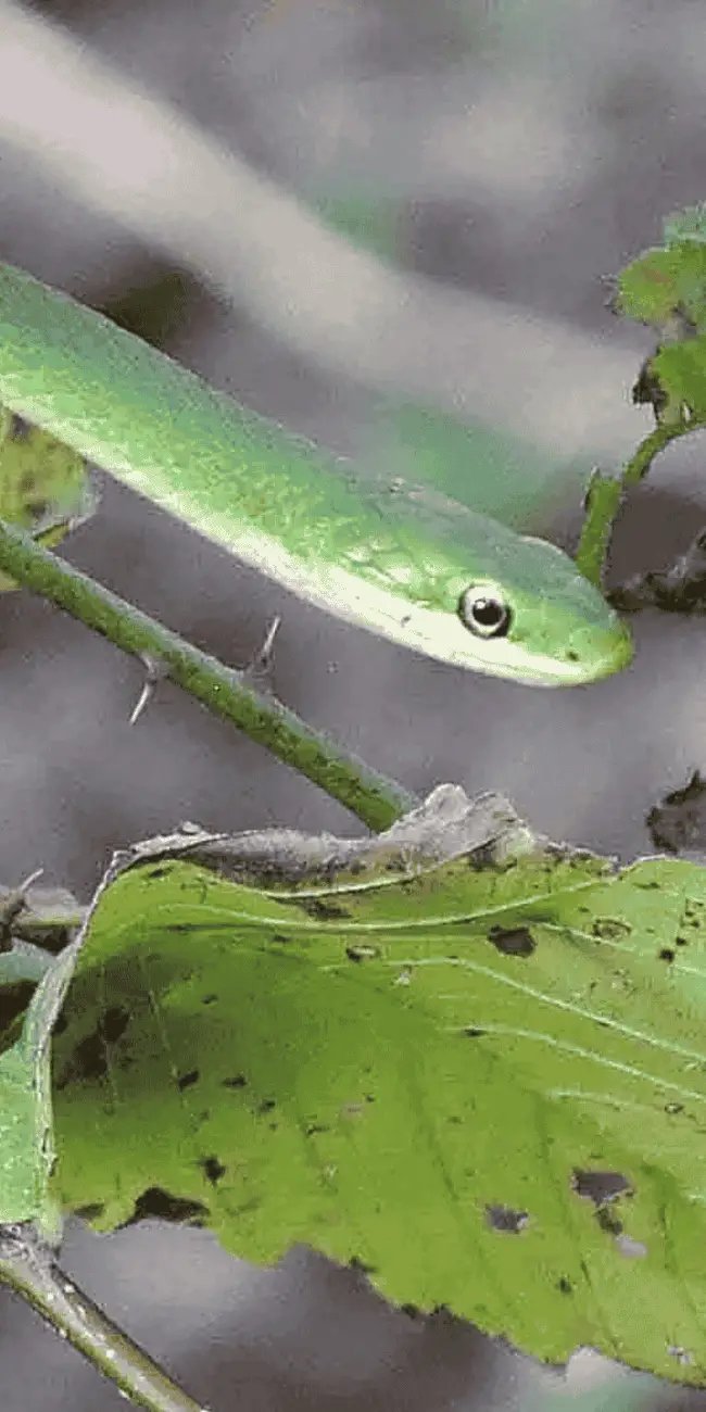 Nonvenomous snakes