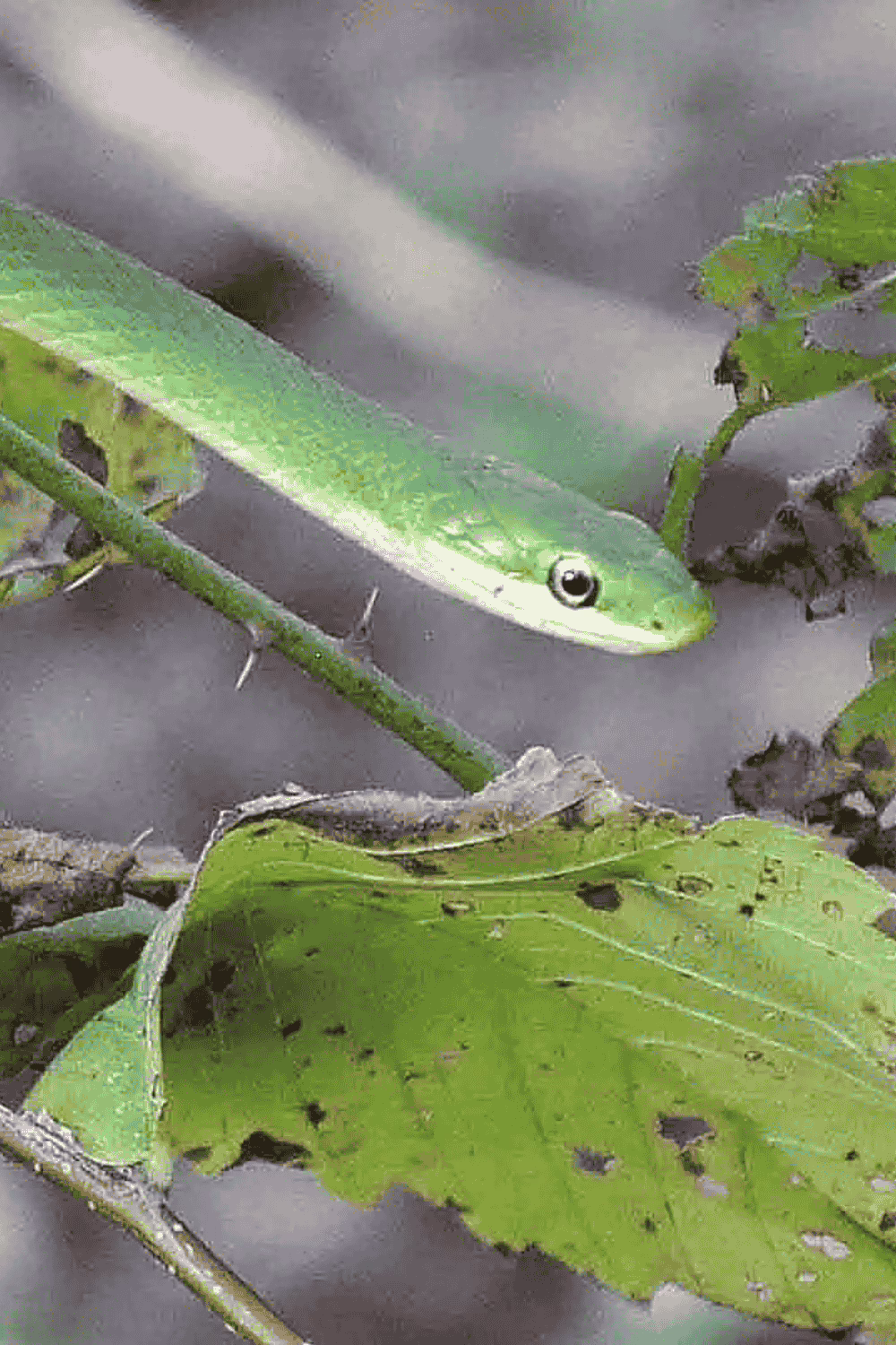 Nonvenomous snakes