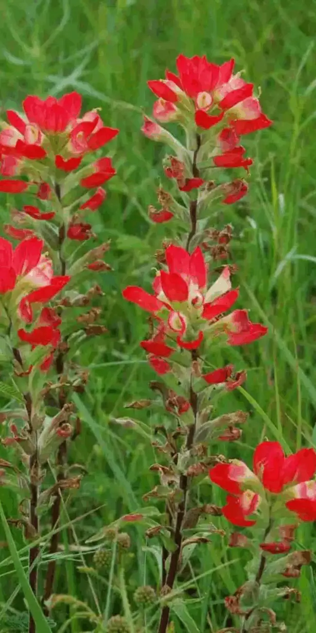 Indian paintbrush