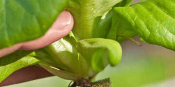 Hydroponic garden