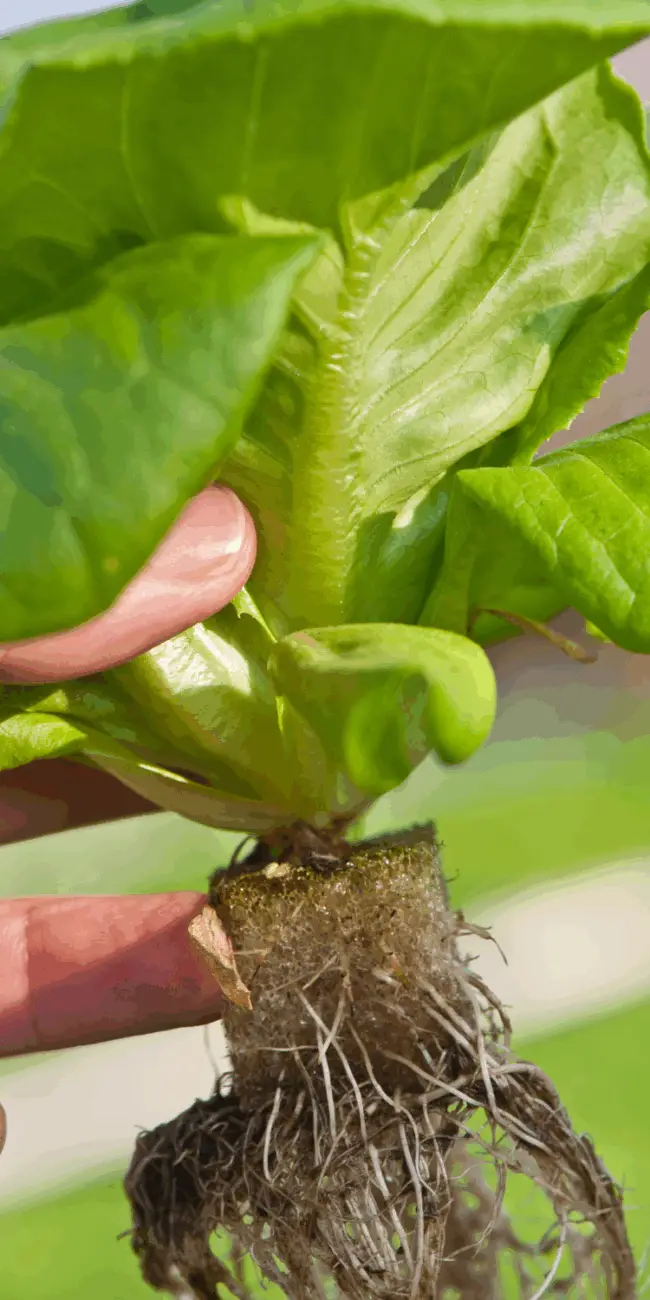 Hydroponic garden