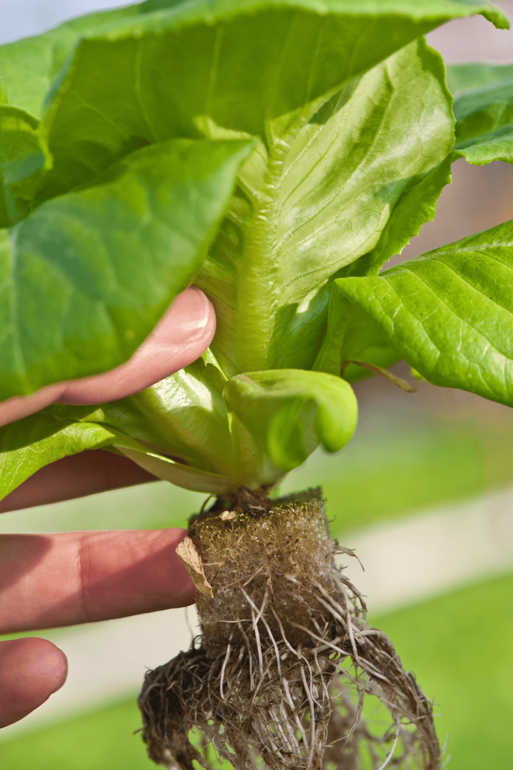 Hydroponic garden