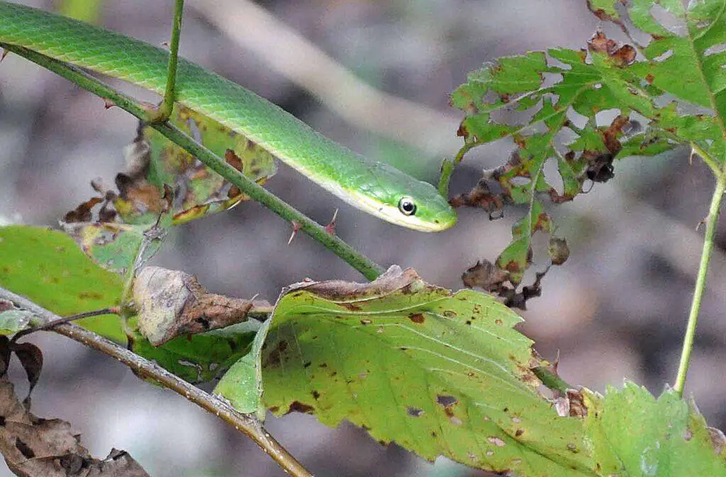 7 Nonvenomous Snakes In Oklahoma You’ll Be Glad To Meet 3 Green snake