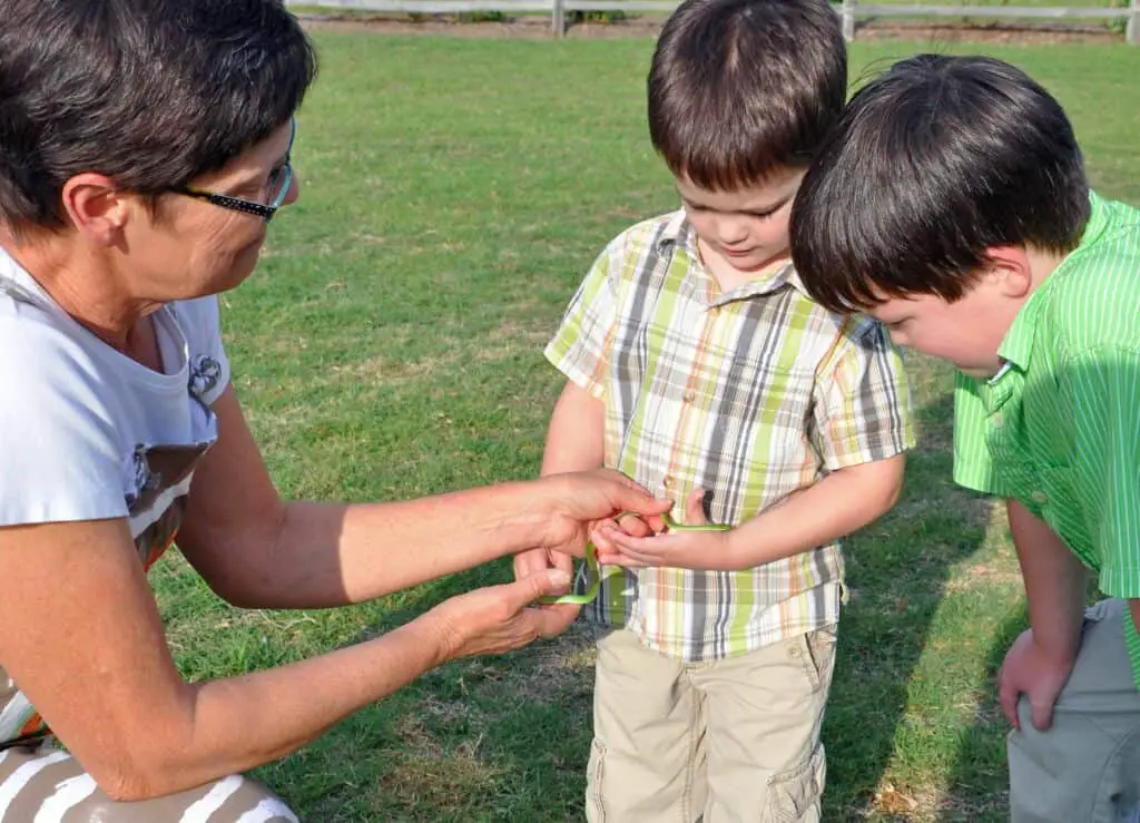 7 Nonvenomous Snakes In Oklahoma You’ll Be Glad To Meet 5 Green snake