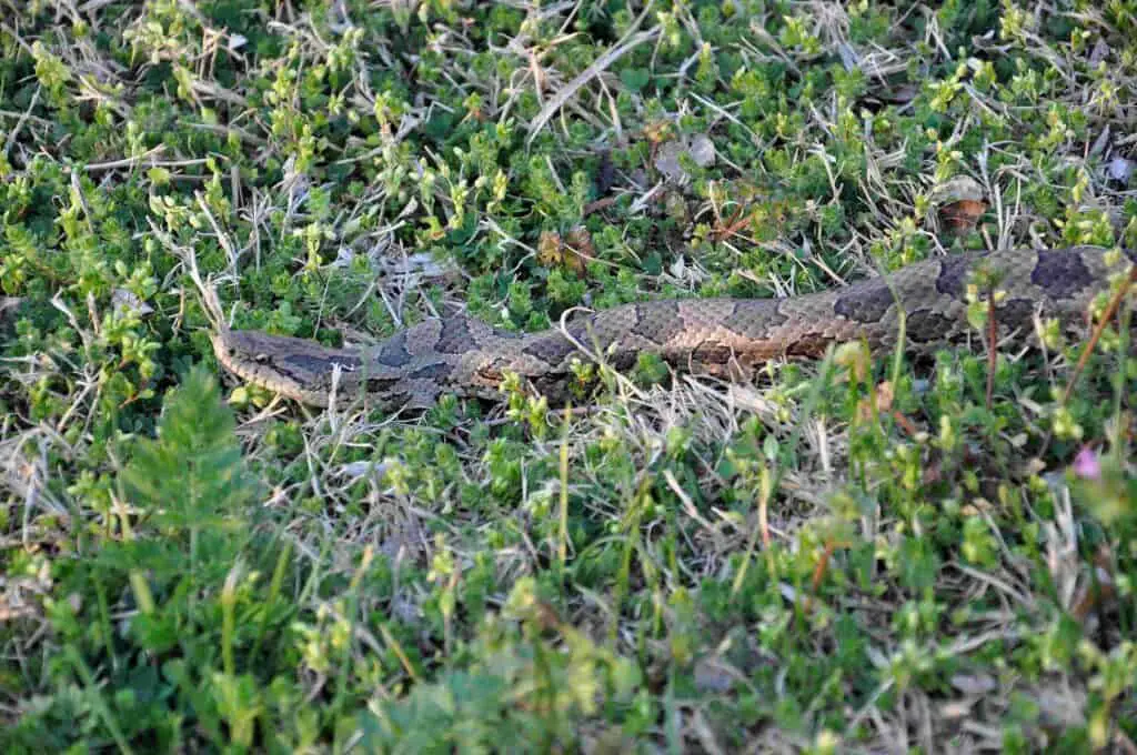 7 Nonvenomous Snakes In Oklahoma You’ll Be Glad To Meet 7 Prairie kingsnake