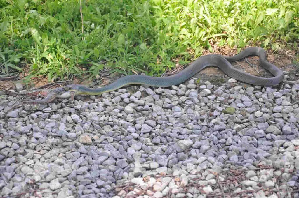 7 Nonvenomous Snakes In Oklahoma You’ll Be Glad To Meet 8 Racer frog