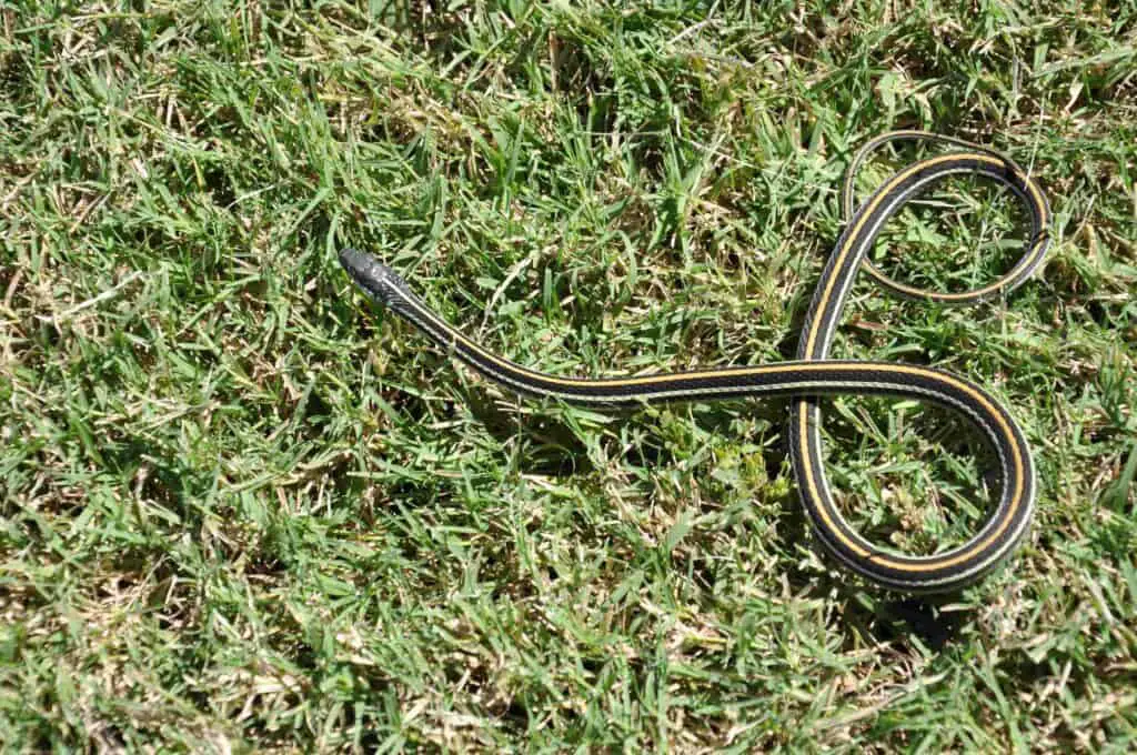 7 Nonvenomous Snakes In Oklahoma You’ll Be Glad To Meet 9 Ribbon snake