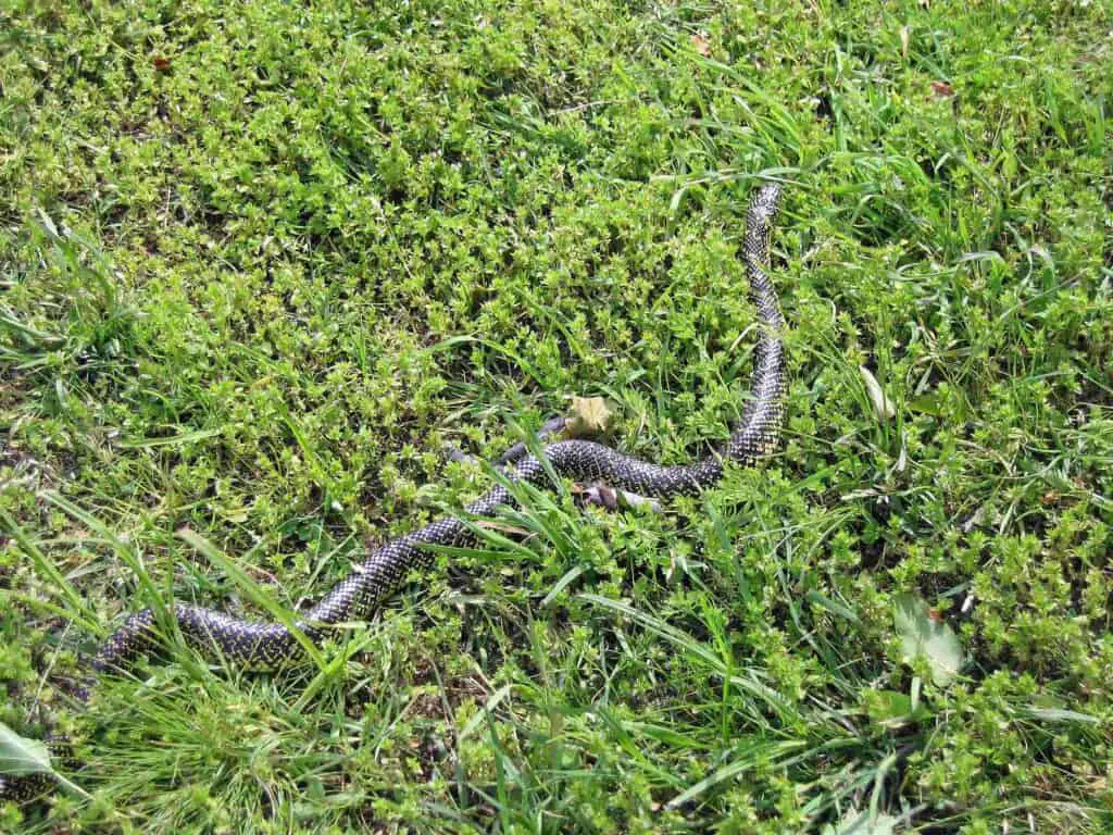 7 Nonvenomous Snakes In Oklahoma You’ll Be Glad To Meet 10 Speckled kingsnake