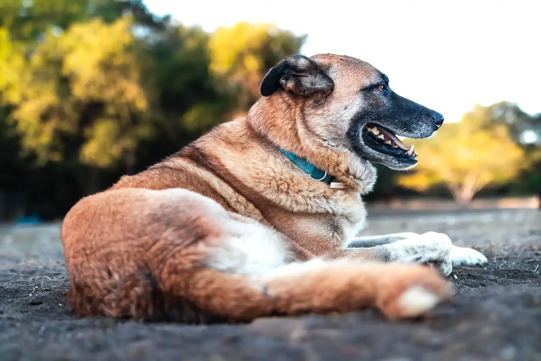 Anatolian shepherd dog lying contently on the ground in the sun