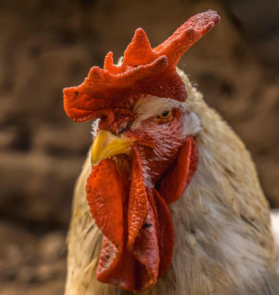 Looking at a white rooster with a red crest in a pen in the basque country