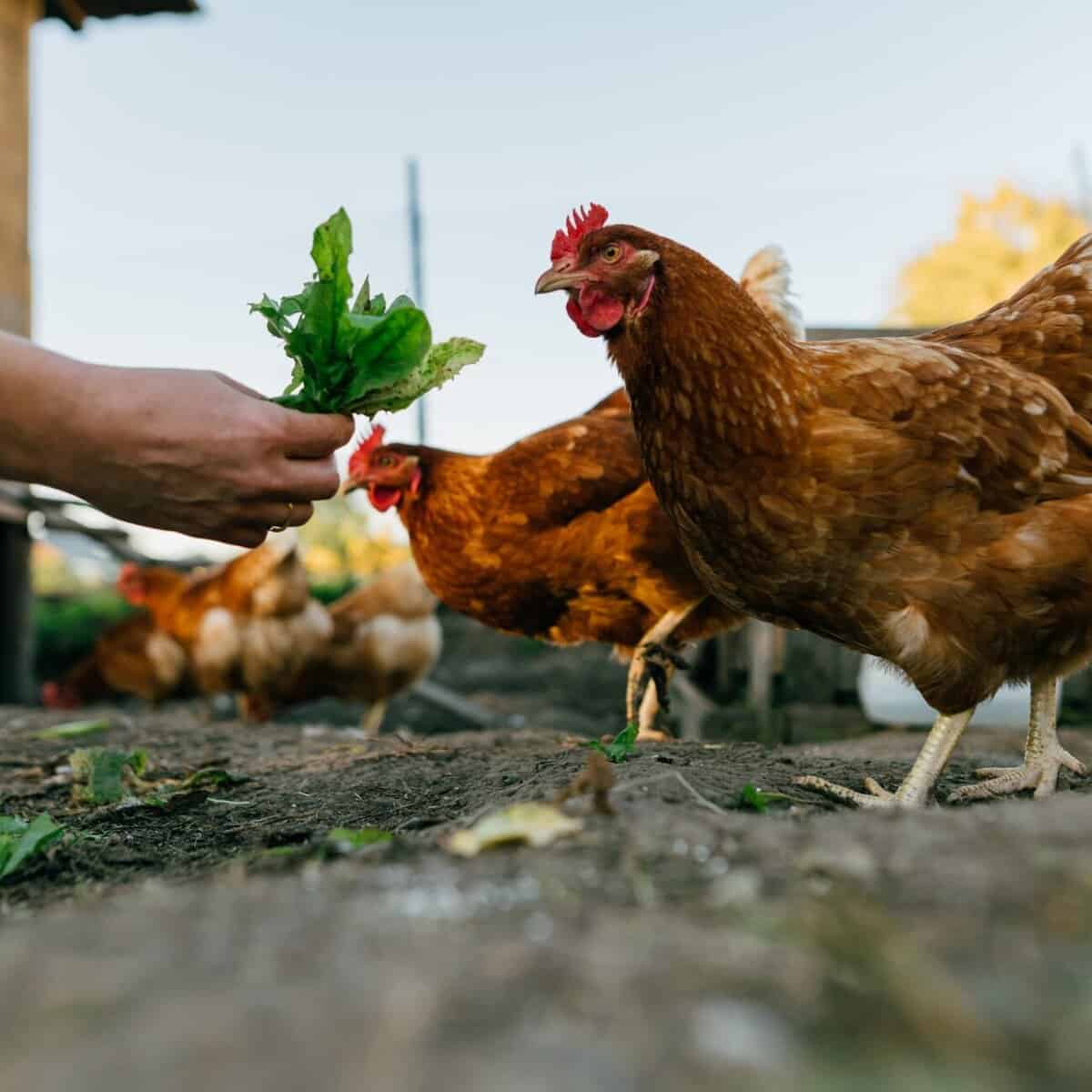 Red chickens eat fresh leaves from the farmer's hands in the chicken coop