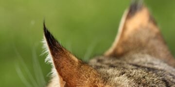 Cat ear - ear mites in cats